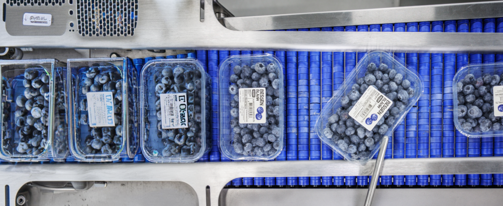 traysealer voor blauwe bessen